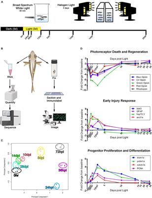 A Comparative Analysis of Gene and Protein Expression Throughout a Full 28-Day Retinal Regeneration Time-Course in Adult Zebrafish